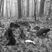  Dusan Minarik:  Wald  3
