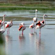 Monika Schäfer: Flamingos