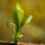 Christoph Klitsch-Ott: Frühling2