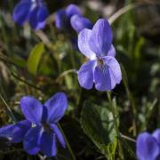 Christoph Klitsch-Ott: Frühling4