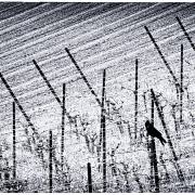 Berthold-Klein-Linien-4