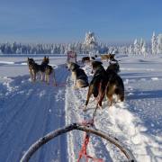 Hans-Werner Bormann: Lappland Februar 2026 Husky-Schlittenfahrt