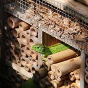 T. Muschalla: Hier-wohne-ich