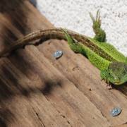 T. Muschalla: Mein-Haus