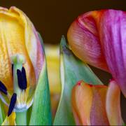 Hans-Werner Bormann: Farbenrausch im Frühling