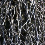 T. Muschalla: Ganz-schoen-verworren