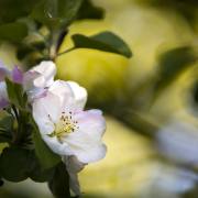 Petra: Frühling1