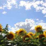 T. Muschalla: Sun-Flower