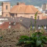 Felix-Petrenz-Belfort-Blick-von-oben-1