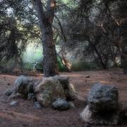 Roland Kraft: Alte Pinienwälder Küste Apulien 2