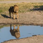 Uwe-Kaiser: Spiegelungen - Seine Majestät
