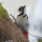 Monika Schäfer: Buntspecht