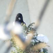 Monika Schäfer: Elster