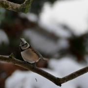 Monika Schäfer: Haubenmeise