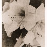 Angela Bettinger: Amaryllis