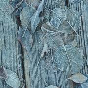 Federica Degay: Frost