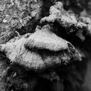 Petra Christ: bestäubt