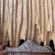 Petra Christ: Blatt mit Gardine