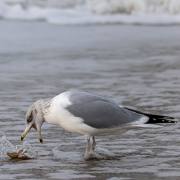 Ch. Klitsch-Ott: Imbiss 1