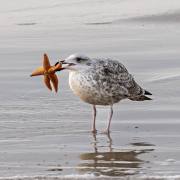 Ch. Klitsch-Ott: Imbiss 2