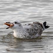 Ch. Klitsch-Ott: Imbiss 3