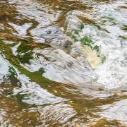 Felix Petrenz: Farbspiele Wasser 4