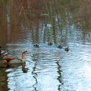 Michael Christ: Nilgänse in Tiengen 1