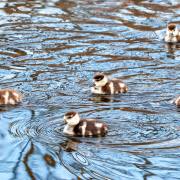 Michael Christ: Nilgänse in Tiengen 2