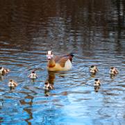 Michael Christ: Nilgänse in Tiengen 3