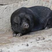 Gudrun H: Schwein-gehabt