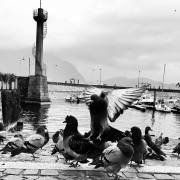 Manfred Schäfer: Ringeltauben am Hafen