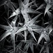 Helmut-Koerner-Botanik-1