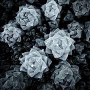 Helmut-Koerner-Botanik-2