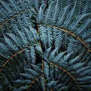 Helmut-Koerner-Botanik-3