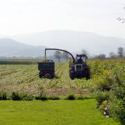 Hans-Werner Bormann: Maisernte in Stegen III