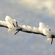 Monika Schäfer: Erster Frost