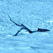 Monika Schäfer: Schneebad