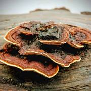 Petra Christ: Ferienschulhoffund