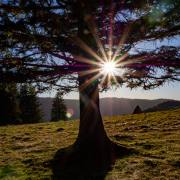 Petra Christ: árbol del sol