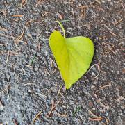 Ulrike B_Dies und das zum Jahreswechsel_5