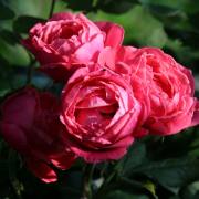 T Muschalla: im eigenen Garten