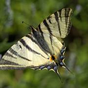 Stefan Scheurer: Schmetterlinge im Flug