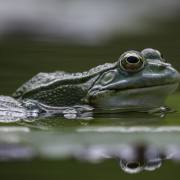 Christoph Klitsch-Ott: Frosch2