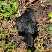 Martin Konopka: Amsel beim Sonnenbaden