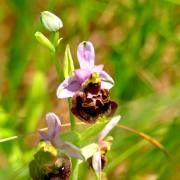 Monika Schäfer: Orchideen im Habitat2