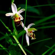 Monika Schäfer: Orchideen im Habitat1