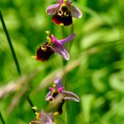 Monika Schäfer: Orchideen im Habitat3