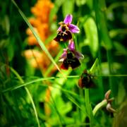 Monika Schäfer: Orchideen im Habitat4