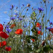 T. Muschalla - Endlich-Sommer