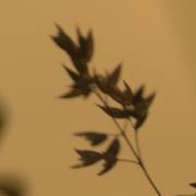 Stefan-Kredler: Daemmerung1
